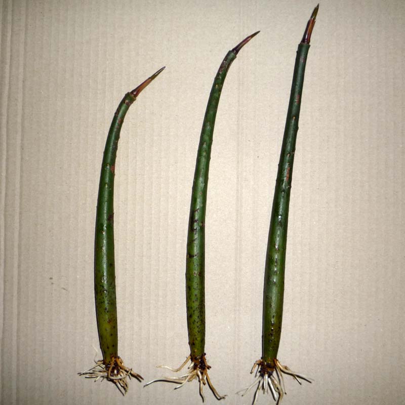 Rhizophora apiculata